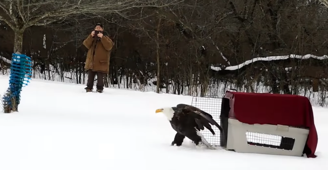 A now-healed bald eagle takes a few steps out of a carrying crate after being released at Ottawa Trail Woods in Lyons. (Supplied photos)
