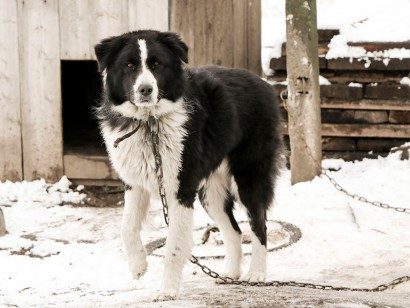 dog-outside-cold-weather-433739