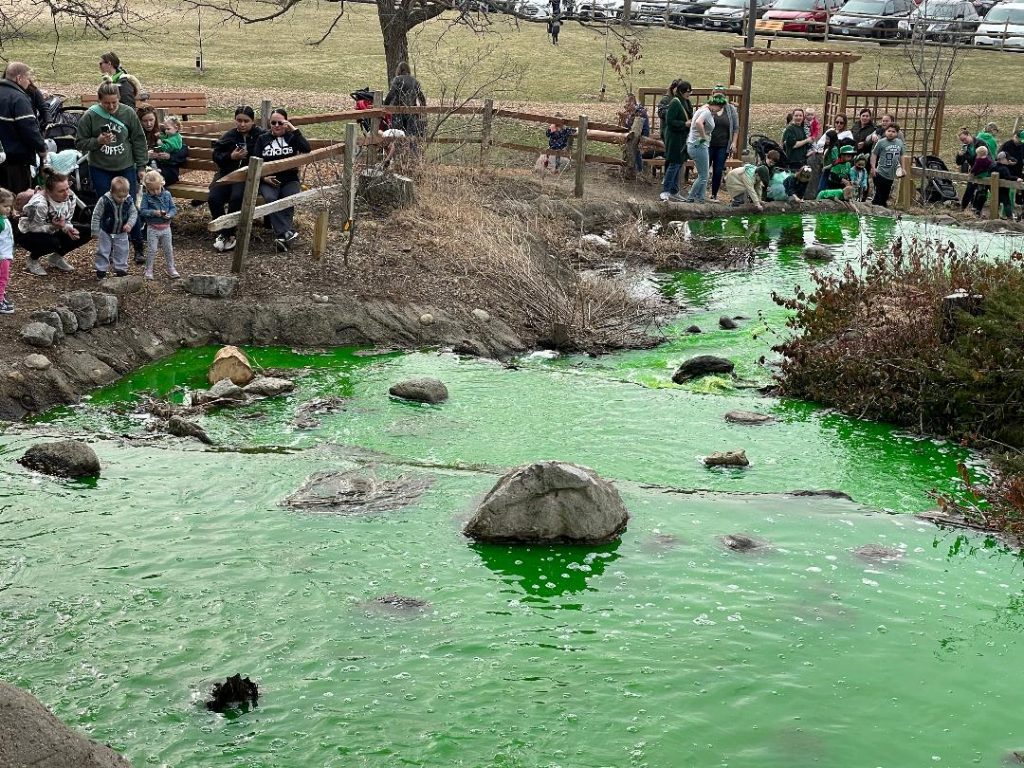 Lake Katherine Nature Center &amp; Botanical Gardens, 7402 W. Lake Katherine Dr., Palos Heights, created a little magic on St. Patrick's Day by dyeing its waterfall emerald green on Thursday, March 17. (Photos by Kelly White)