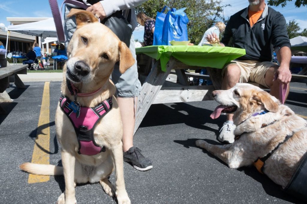 Two pets who attended the 2021 Pet-Palooza. (Supplied photo)