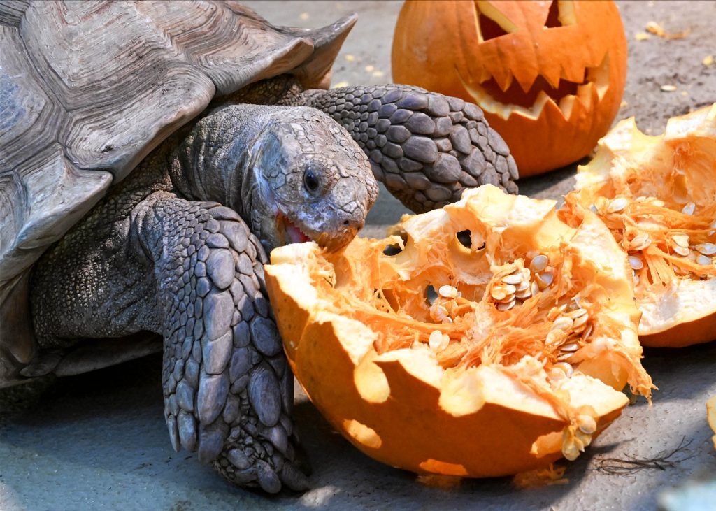 Brookfield Zoo’s sulcata tortoises seem to enjoy the pumpkins they received for enrichment. (Photo courtesy of Jim Schulz/CZS-Brookfield Zoo)