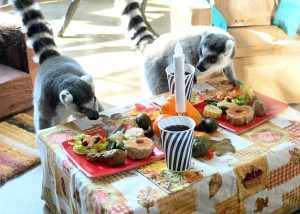 zoo lemurs thanksgiving 2022