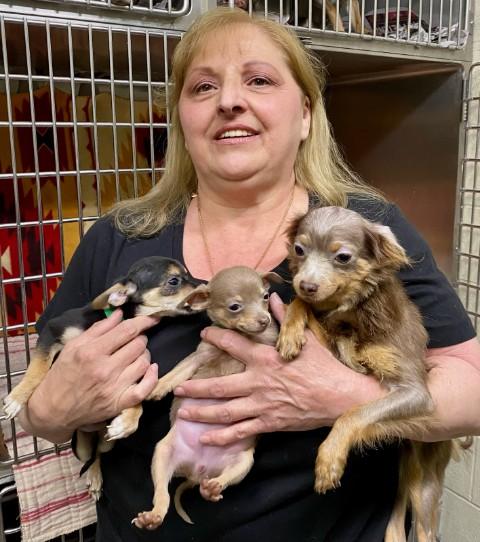 Chris Higens, president of the Animal Welfare League in Chicago Ridge, is hoping to find fur-ever homes for several rescued Chihuahuas. (Supplied photos0